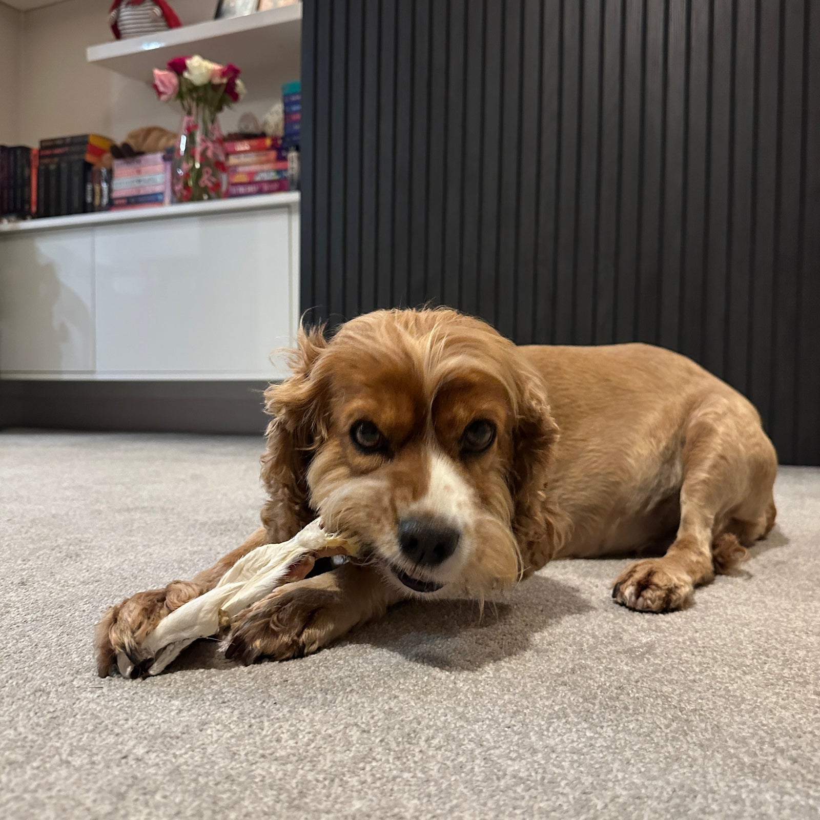 Two rabbit ears with fur, perfect for dogs to chew on. Sourced from Growler & Prowler, a UK pet treat company established in 2019