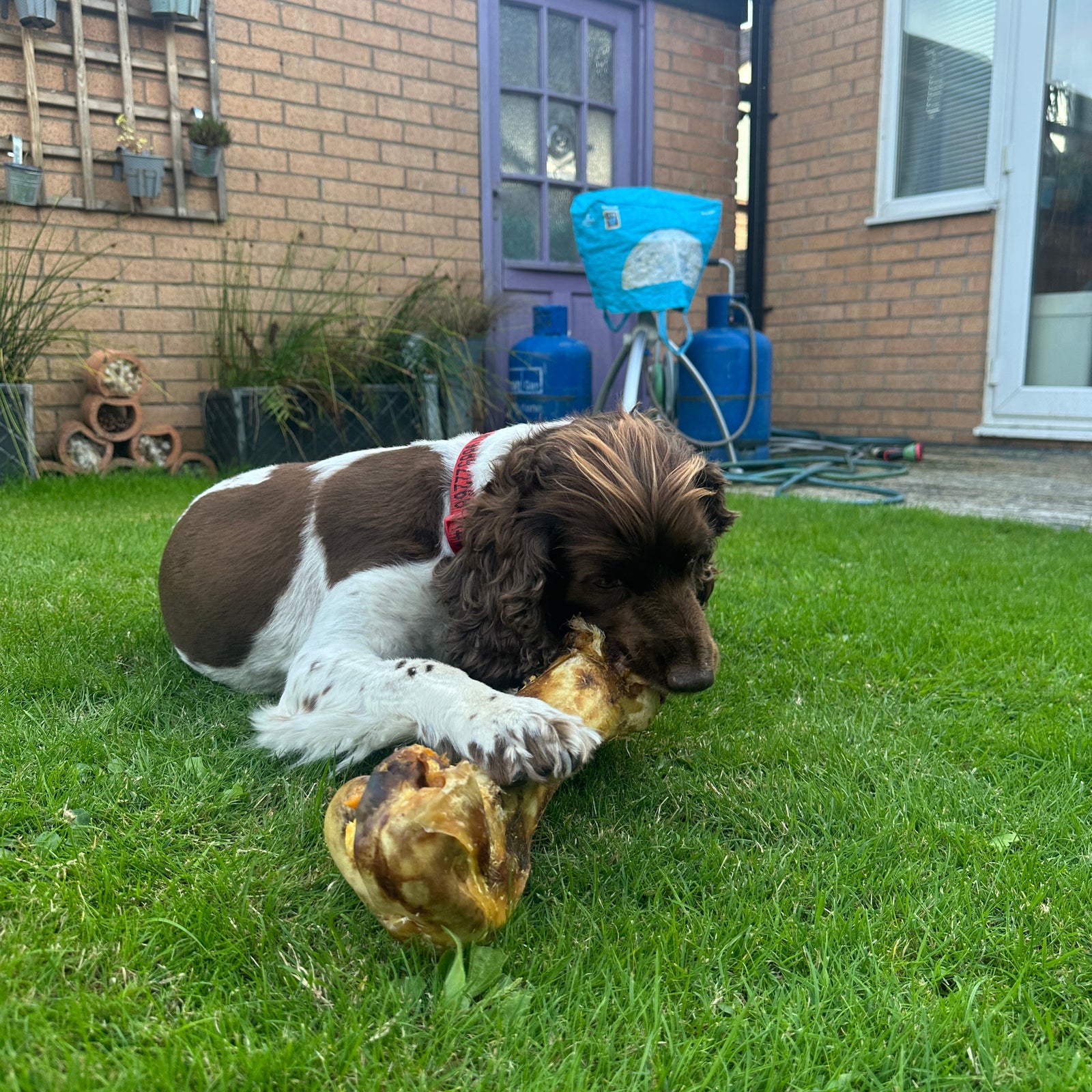 A large ostrich bone, perfect for dogs to chew on. It's labeled as a "Dino Bone" from Paddock Farm.