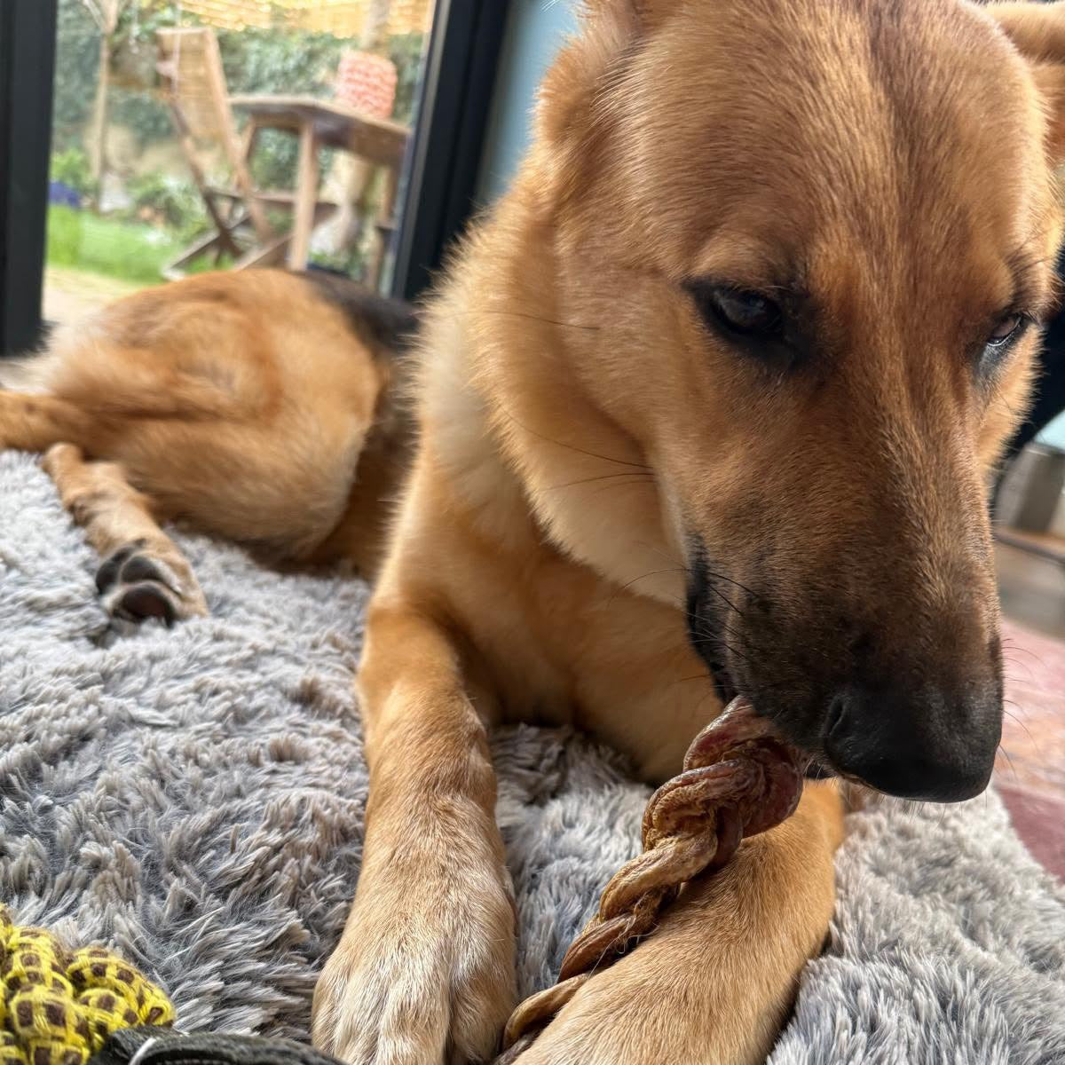 Braided Lamb Skin Chews from Growler & Prowler, a natural dog treat company based in Manchester, UK. Established in 2019